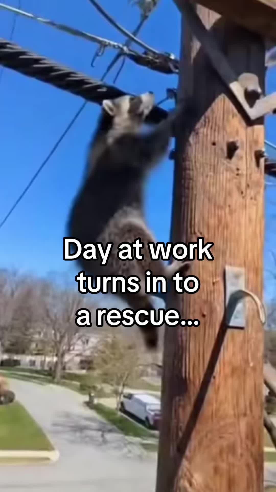 @AnimalWorld
