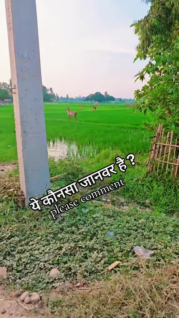 @Naresh Kumar Thakur