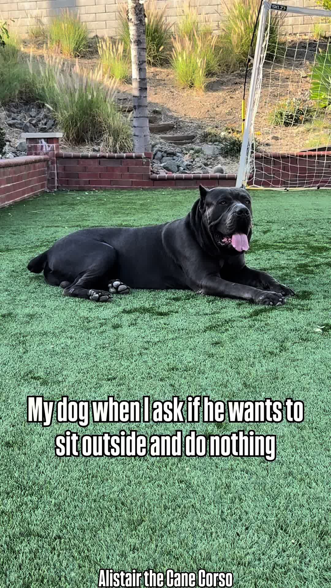 @Alistair the Cane Corso