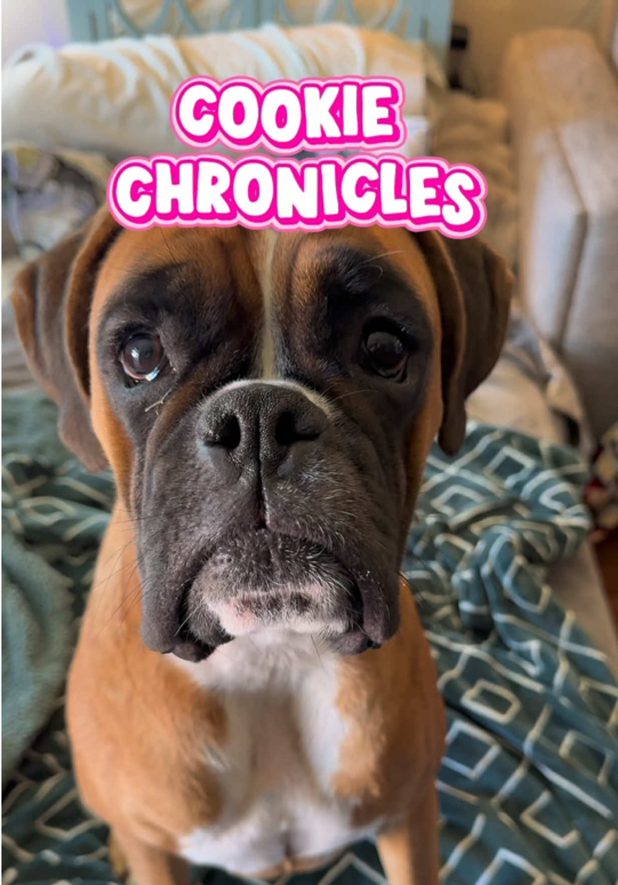 @boxermadness