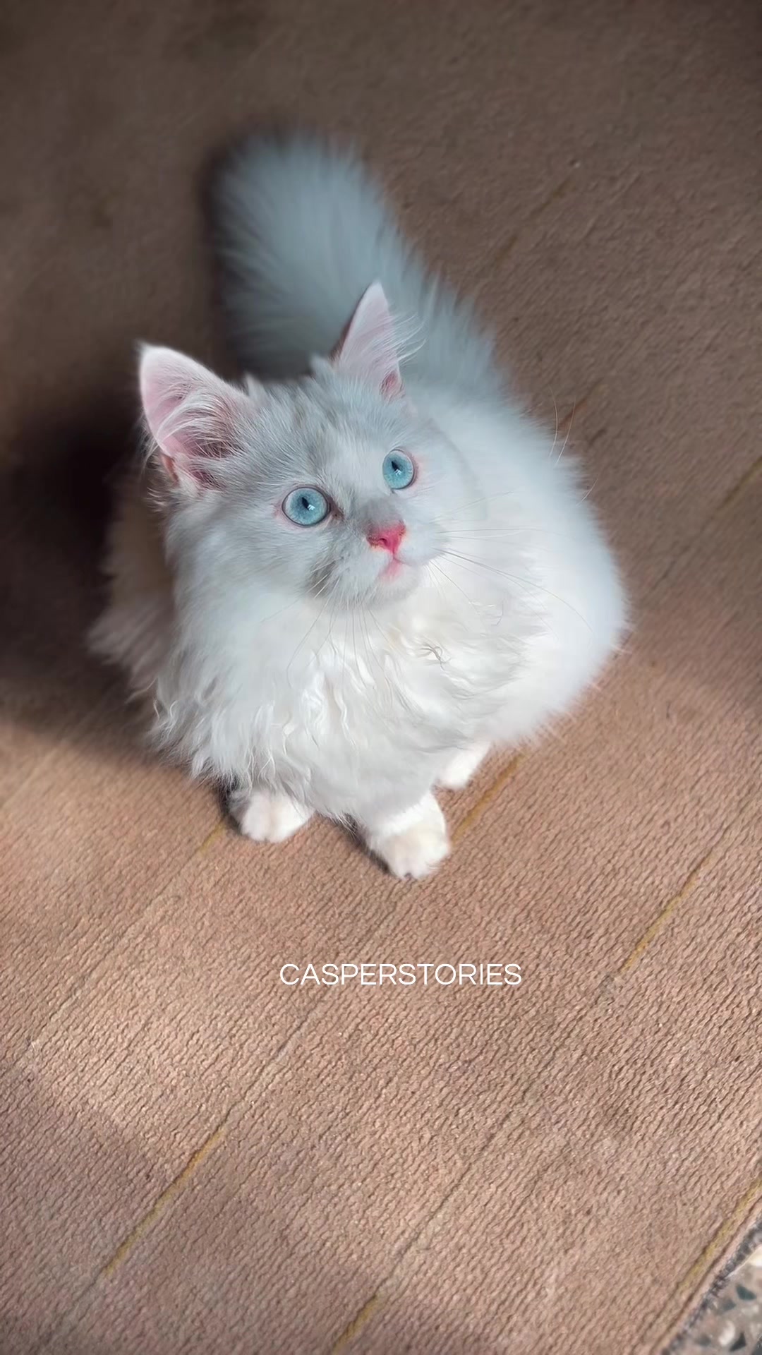 @𝑪𝒂𝒔𝒑𝒆𝒓 & 𝑴𝒊𝒏𝒏𝒊𝒆 🐾