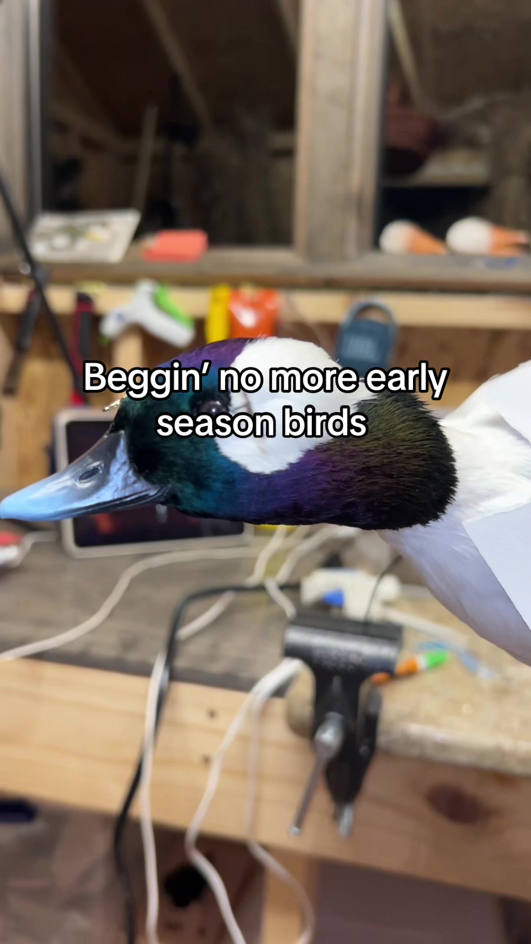 @Banded Babes