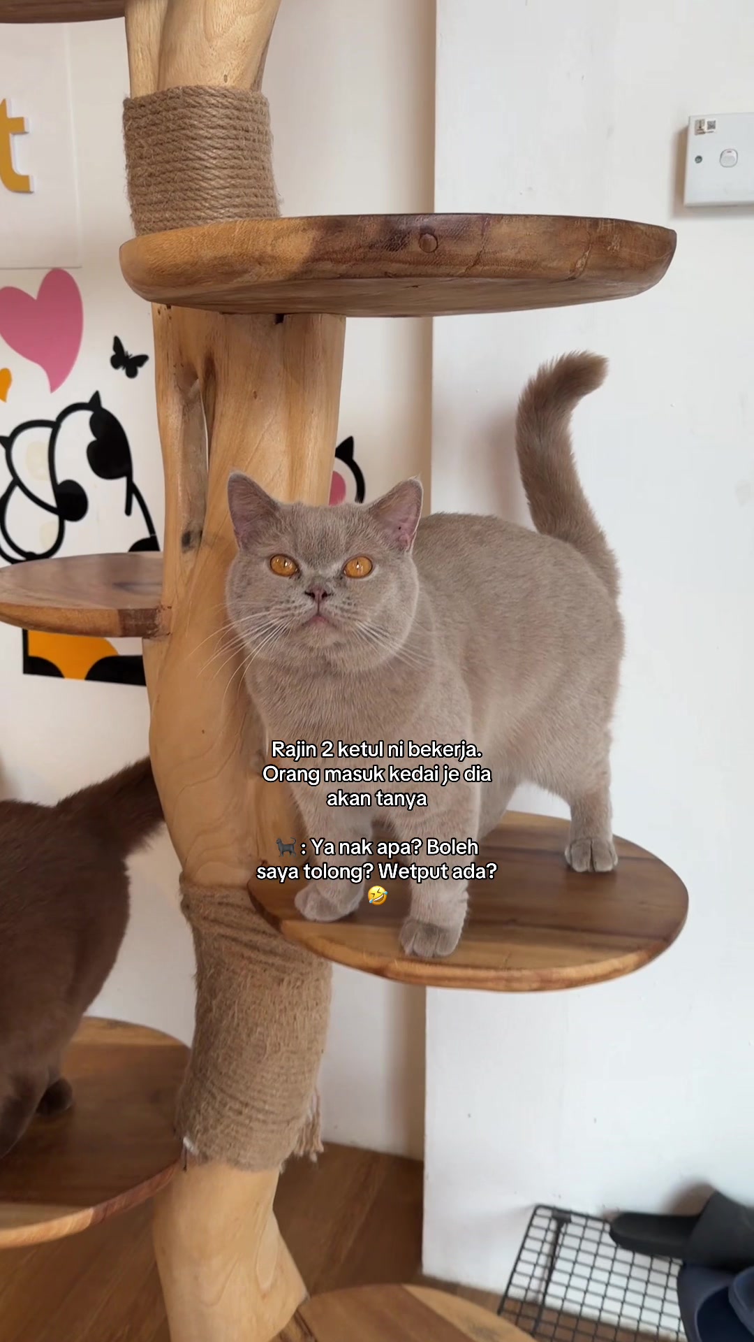@MOZICAT | CAT GROOMING RAWANG