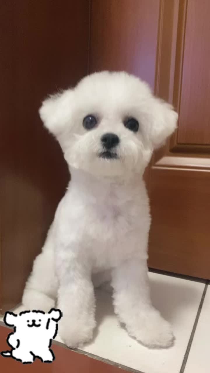 @Pet World Hub