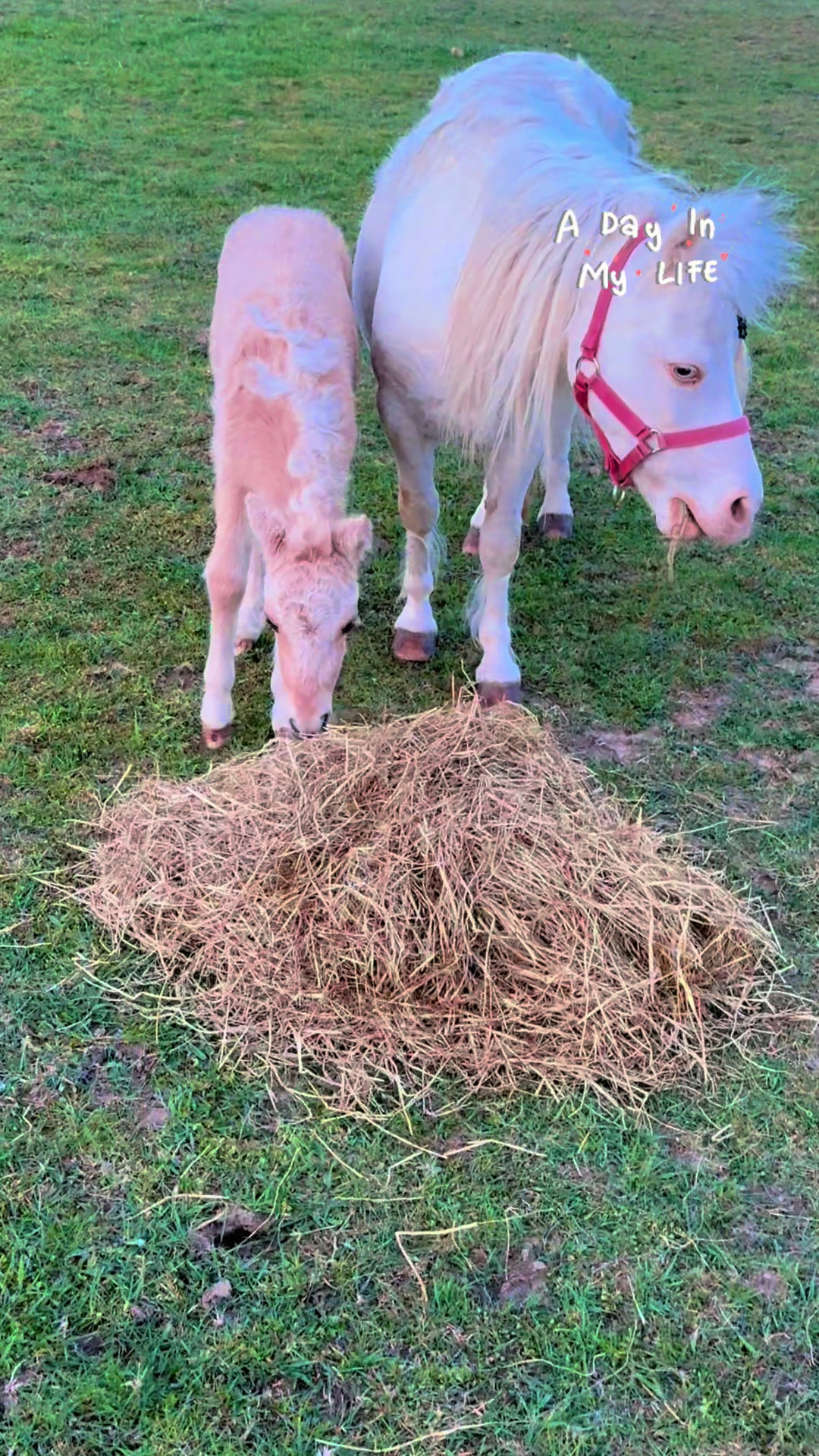@SummerMoor Miniature horses