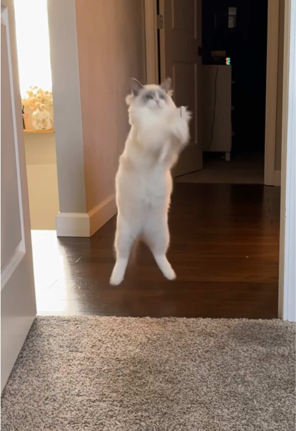 @Milo The Ragdoll Cat