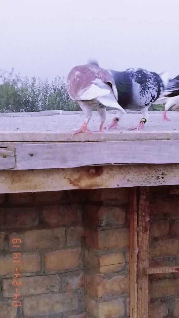 @J&acirc;v&atilde;&icirc;d &Atilde;hm&auml;d