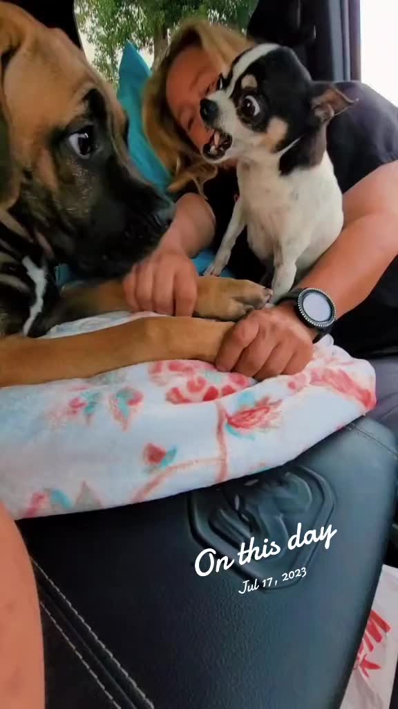 @tall tails rescue & transport