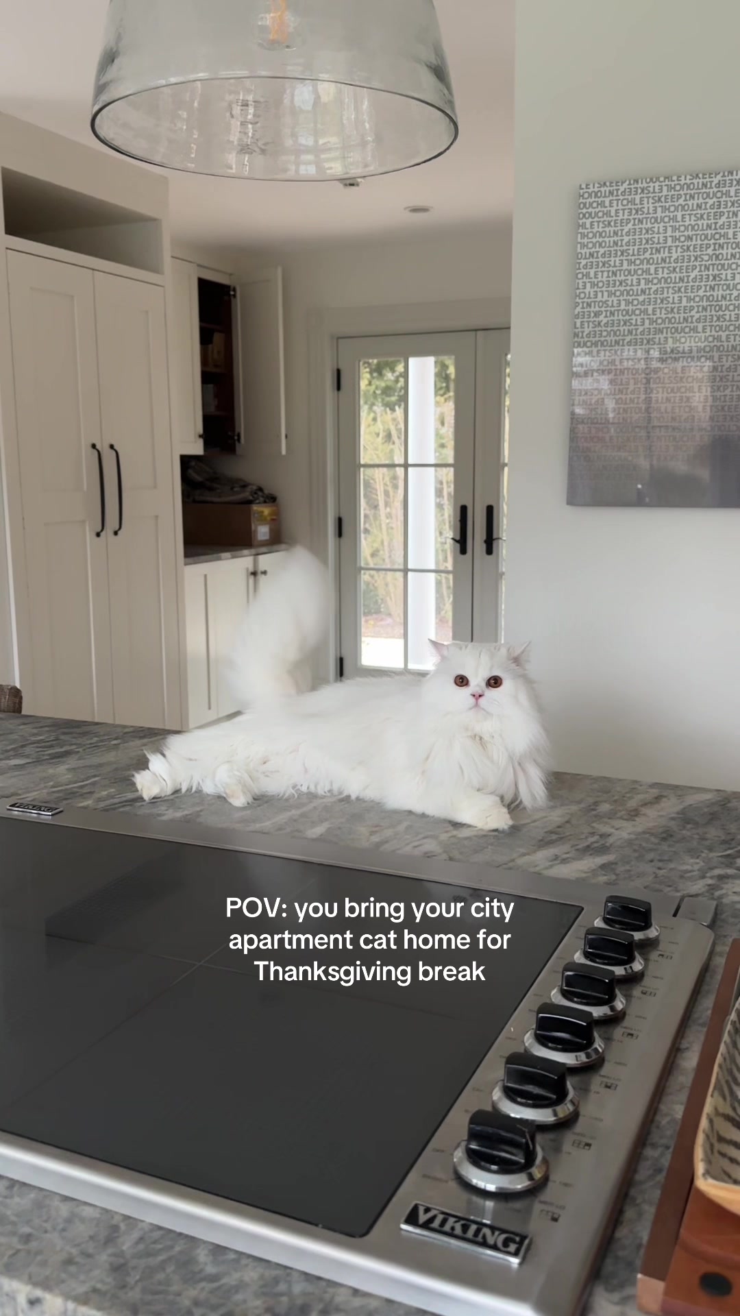@Cleo the City Kitty