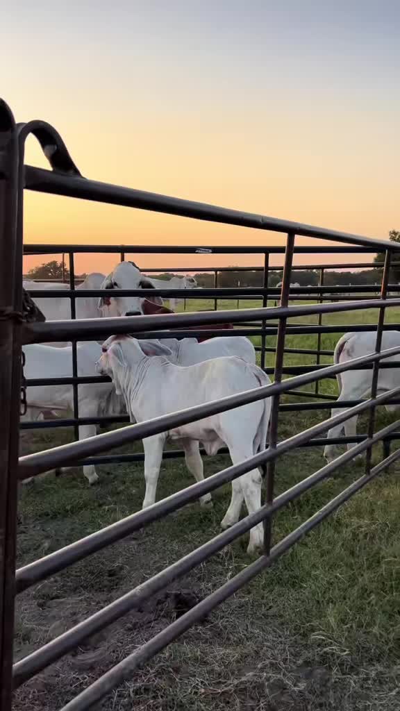 @The V6 Ranch