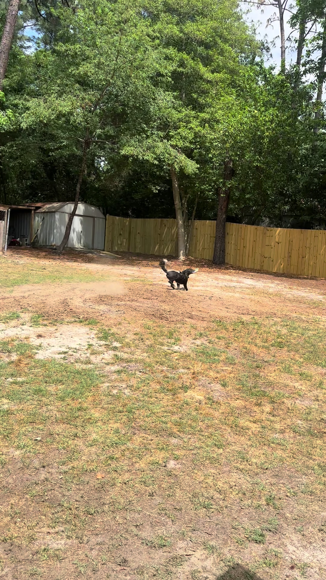 @Buster the cockatoo