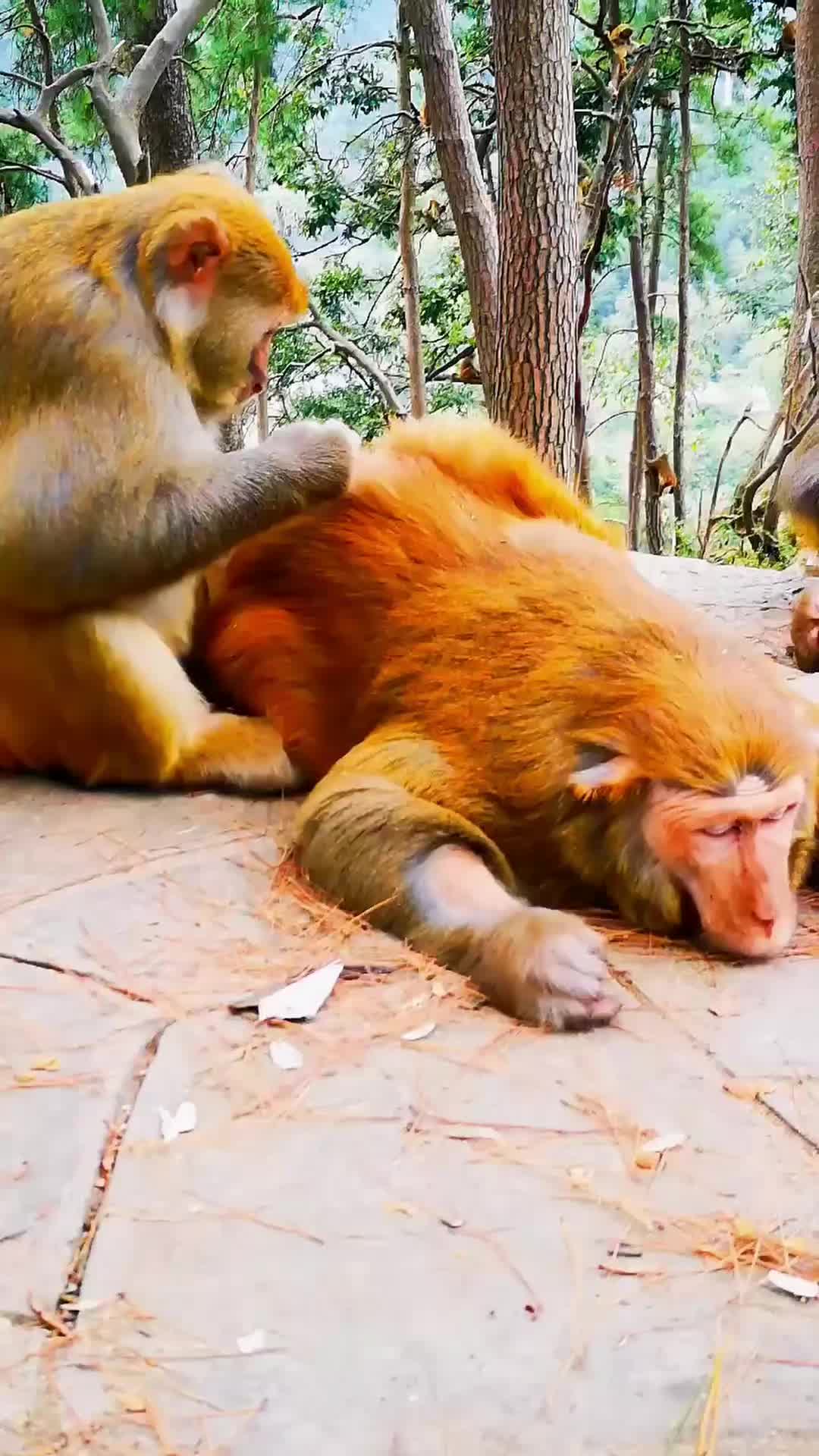 @LilMonkeyVibes