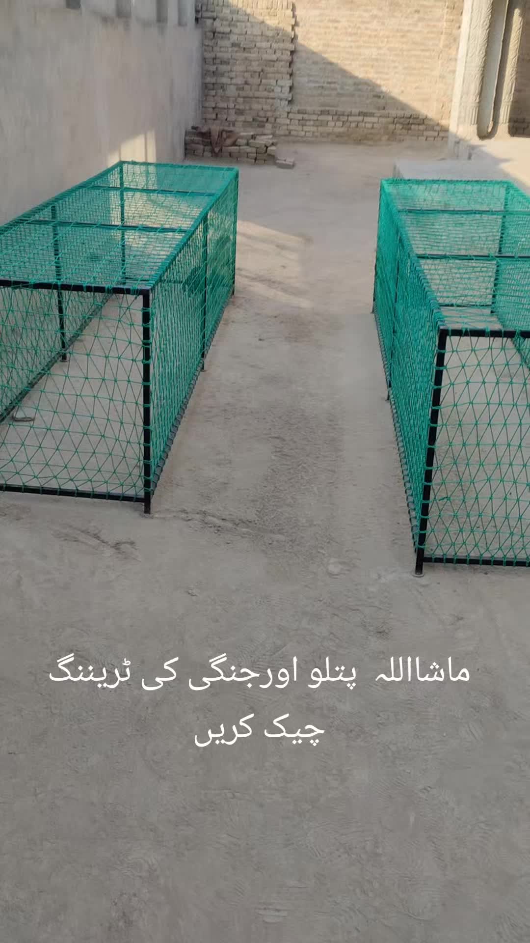 @ملک شبران اصیل گروپ 333 پپلاں
