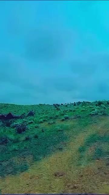 @Alihamed78
