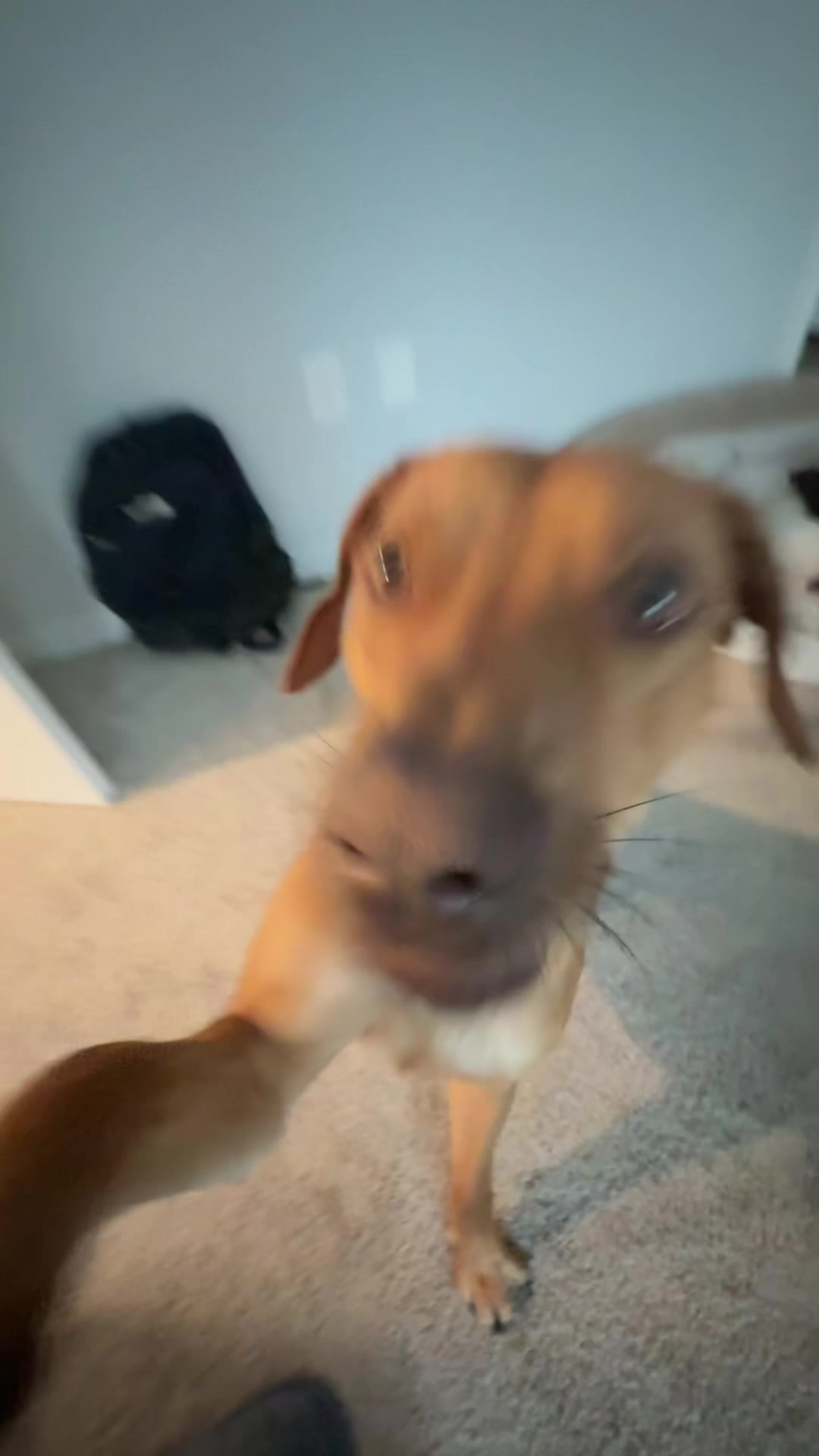 @Blue the Ridgeback