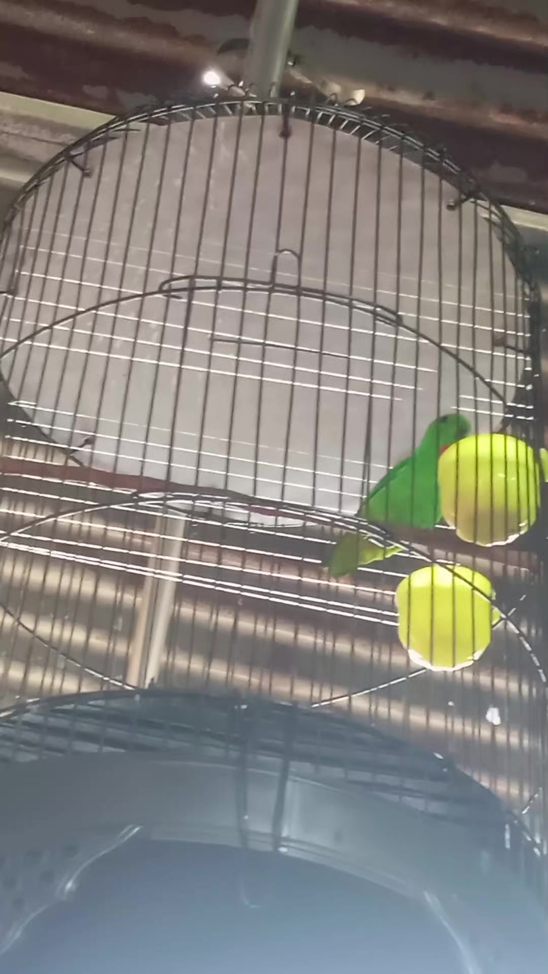 @Srindit kaltara 🦜