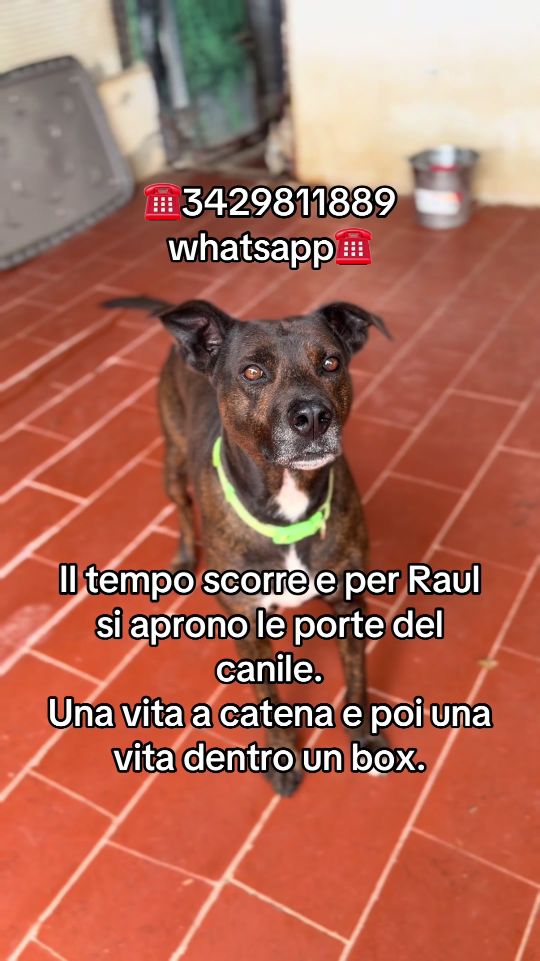 @ZampAmici💚