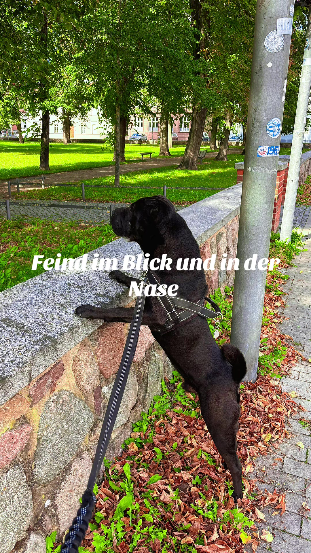 @🐾Dolly❤️Pascha🐾