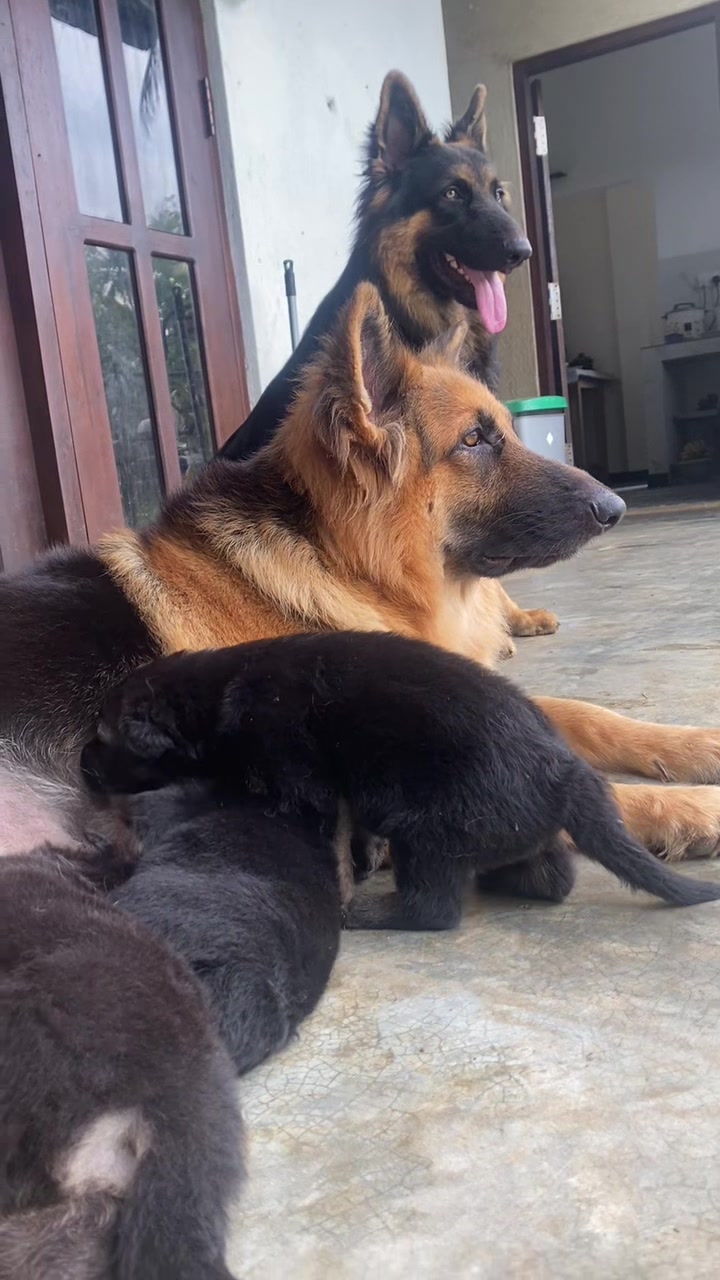 @Rover & Murphy & Bruno ❤️
