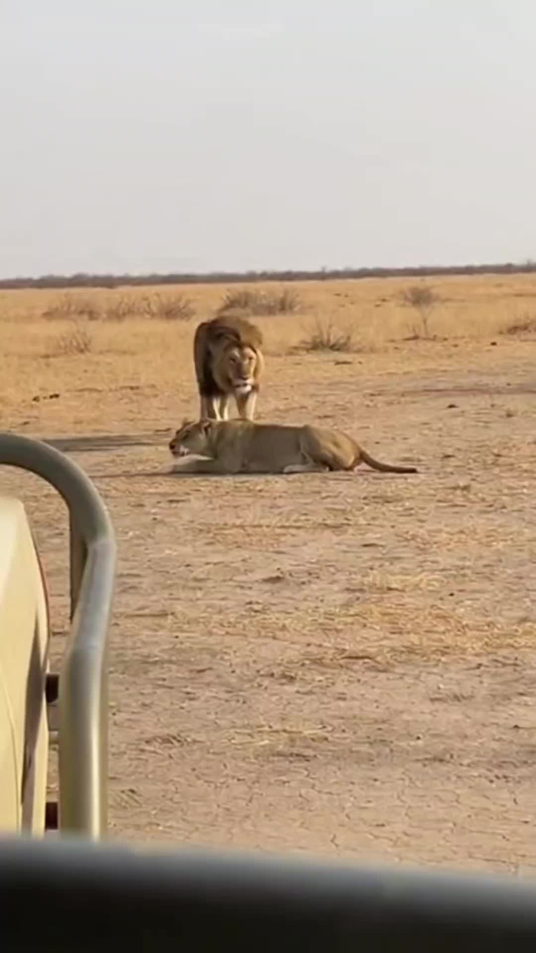 @SafariAnimalsHub