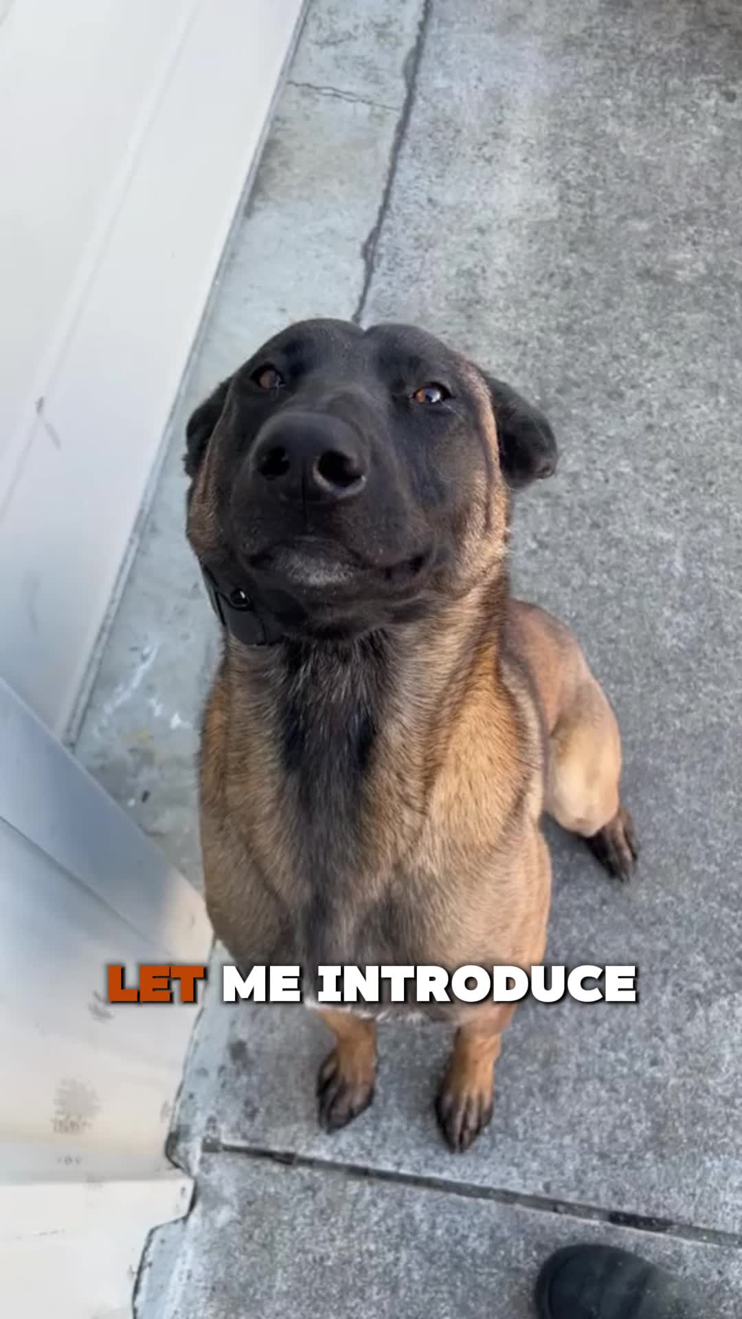 @PawblemsDaily