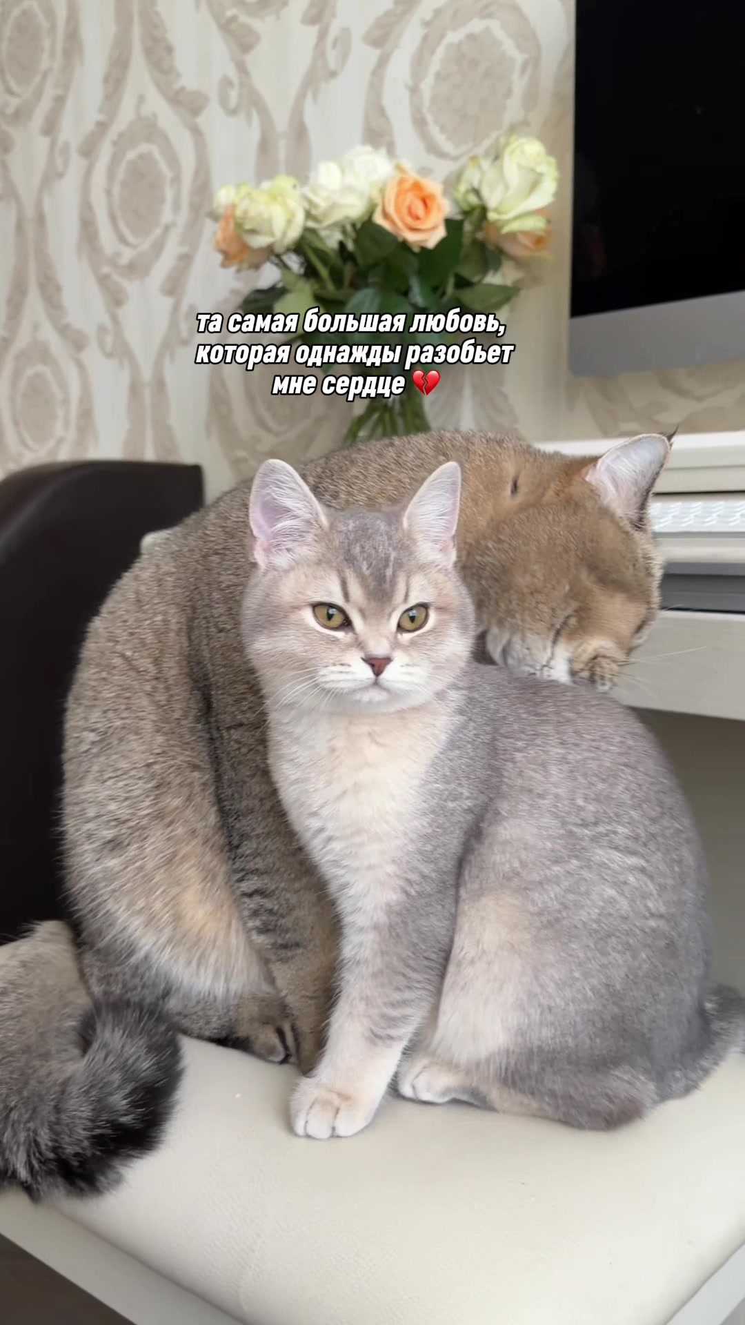 @котопапа