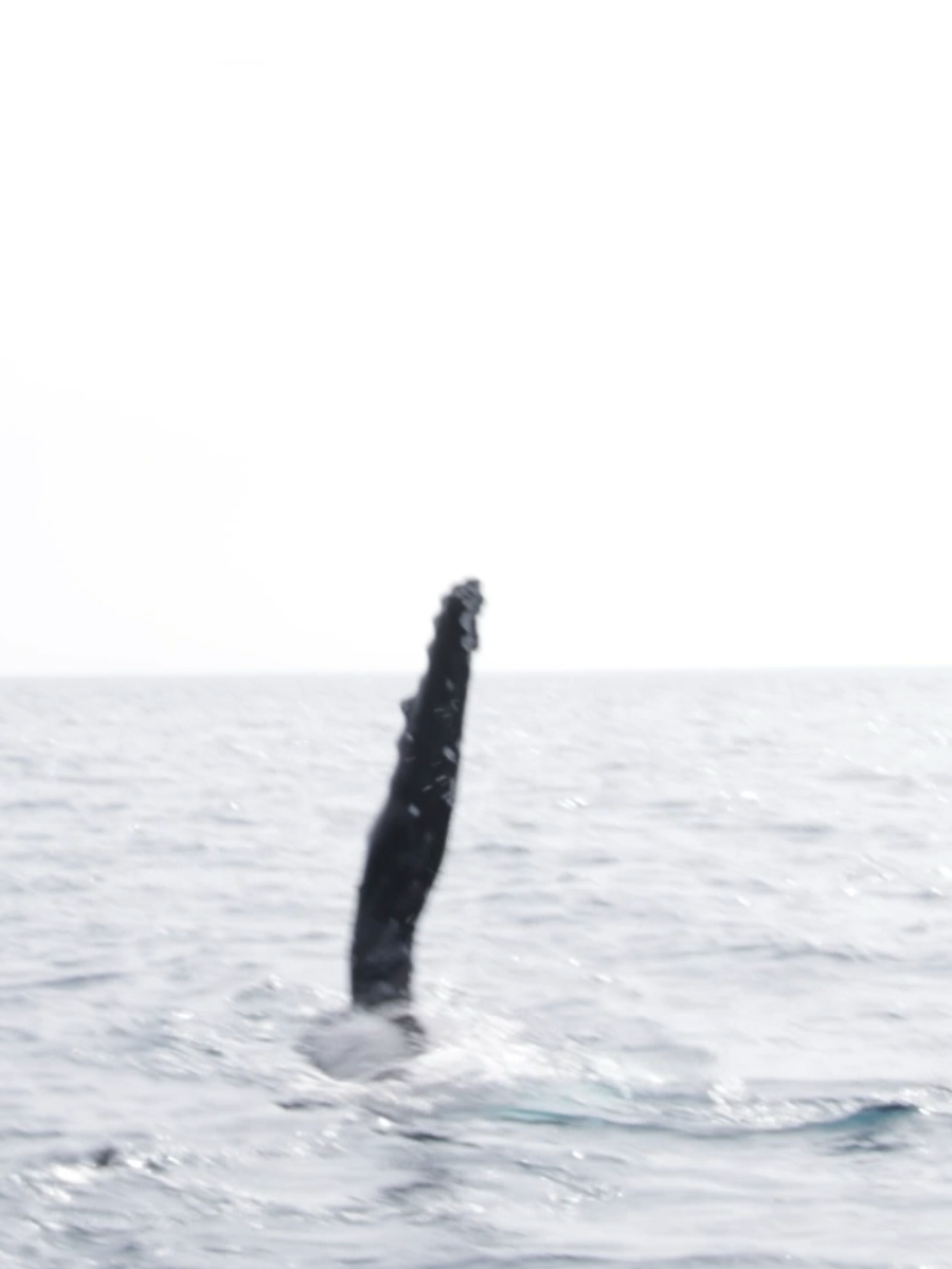 @Adventure Whale Watching