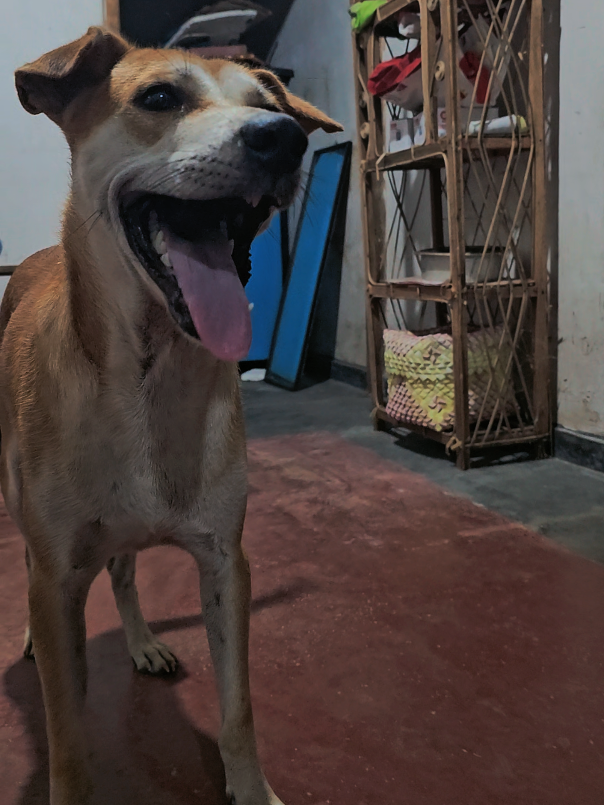 @𝗙𝗔𝗥𝗠 𝗪𝗜𝗡𝗚𝗦