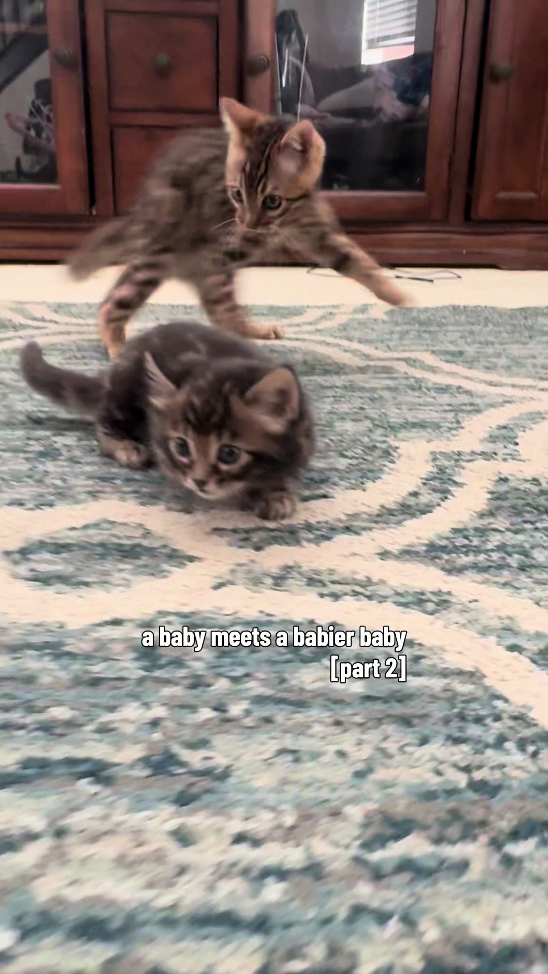@The Kitten Spot
