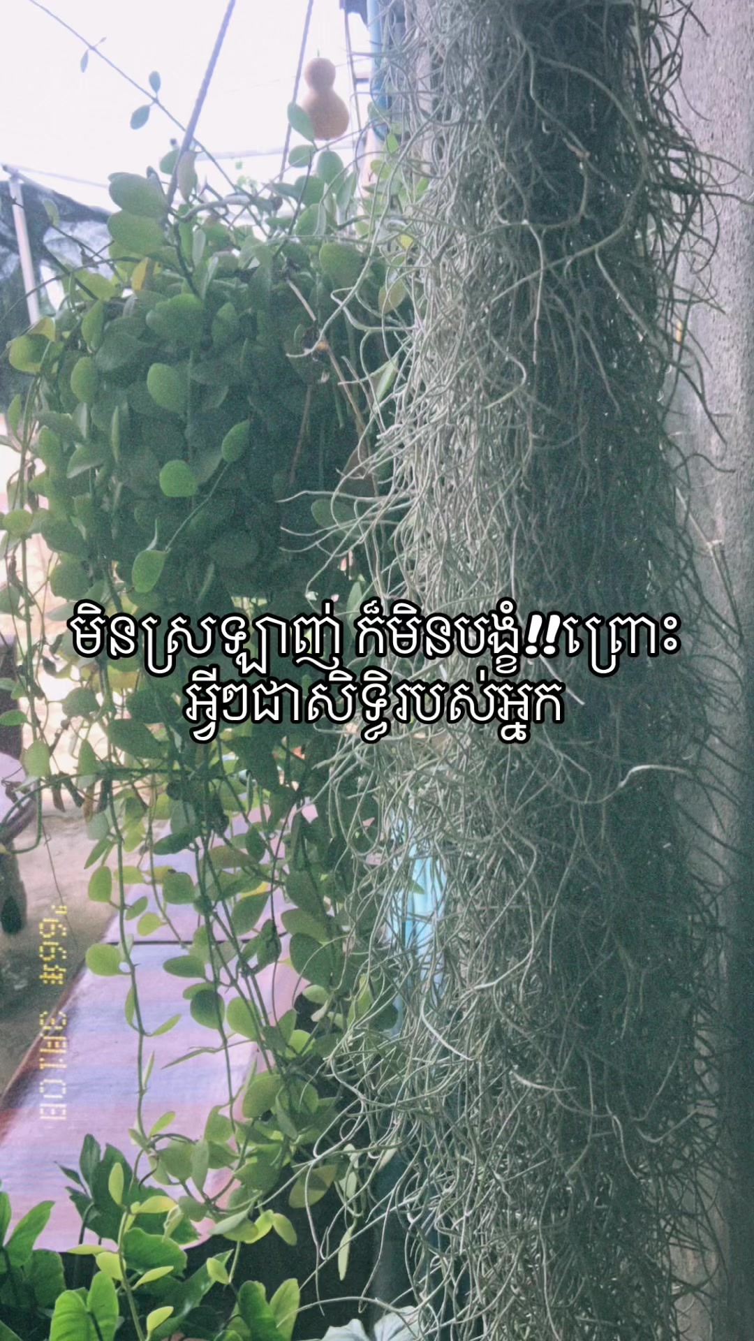 @✨Chom nan✨