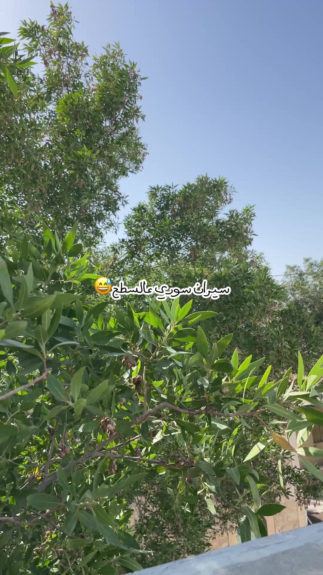 @Mashael ALalwani