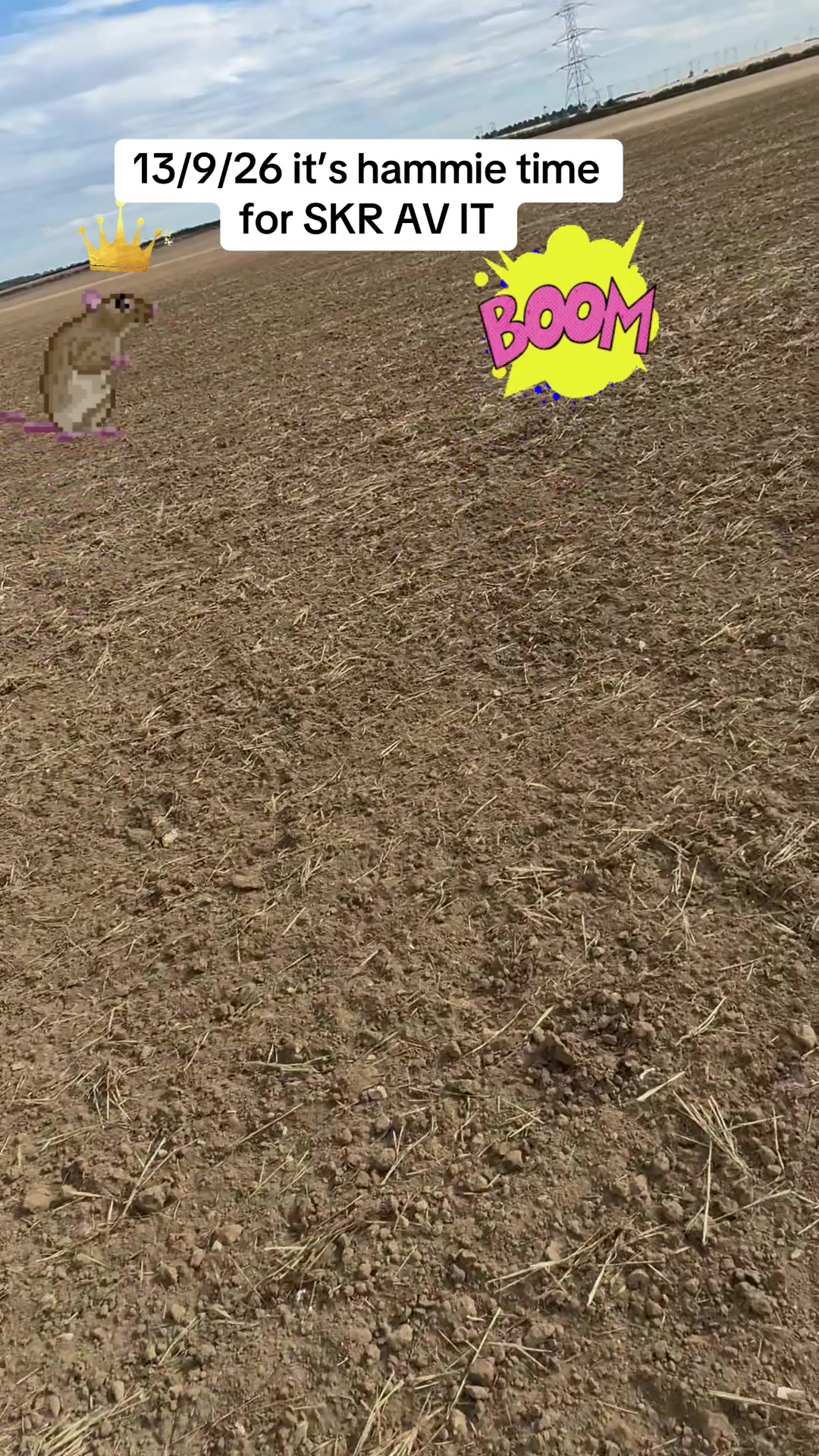 @SirKingRat