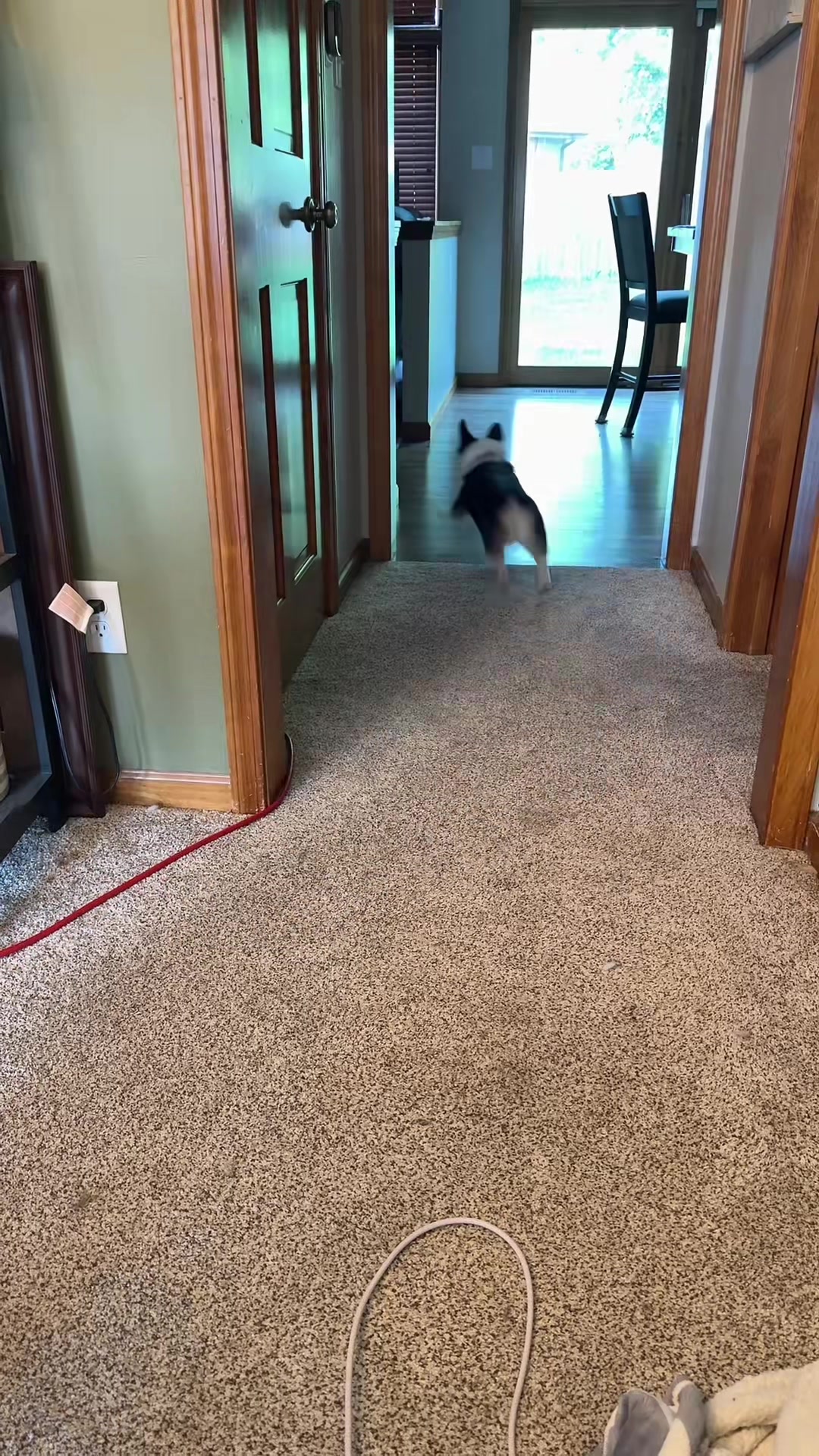 @Little Miss Rosie 🐾