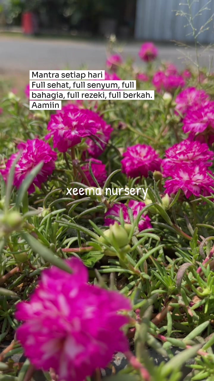 @Xeema_Nursery