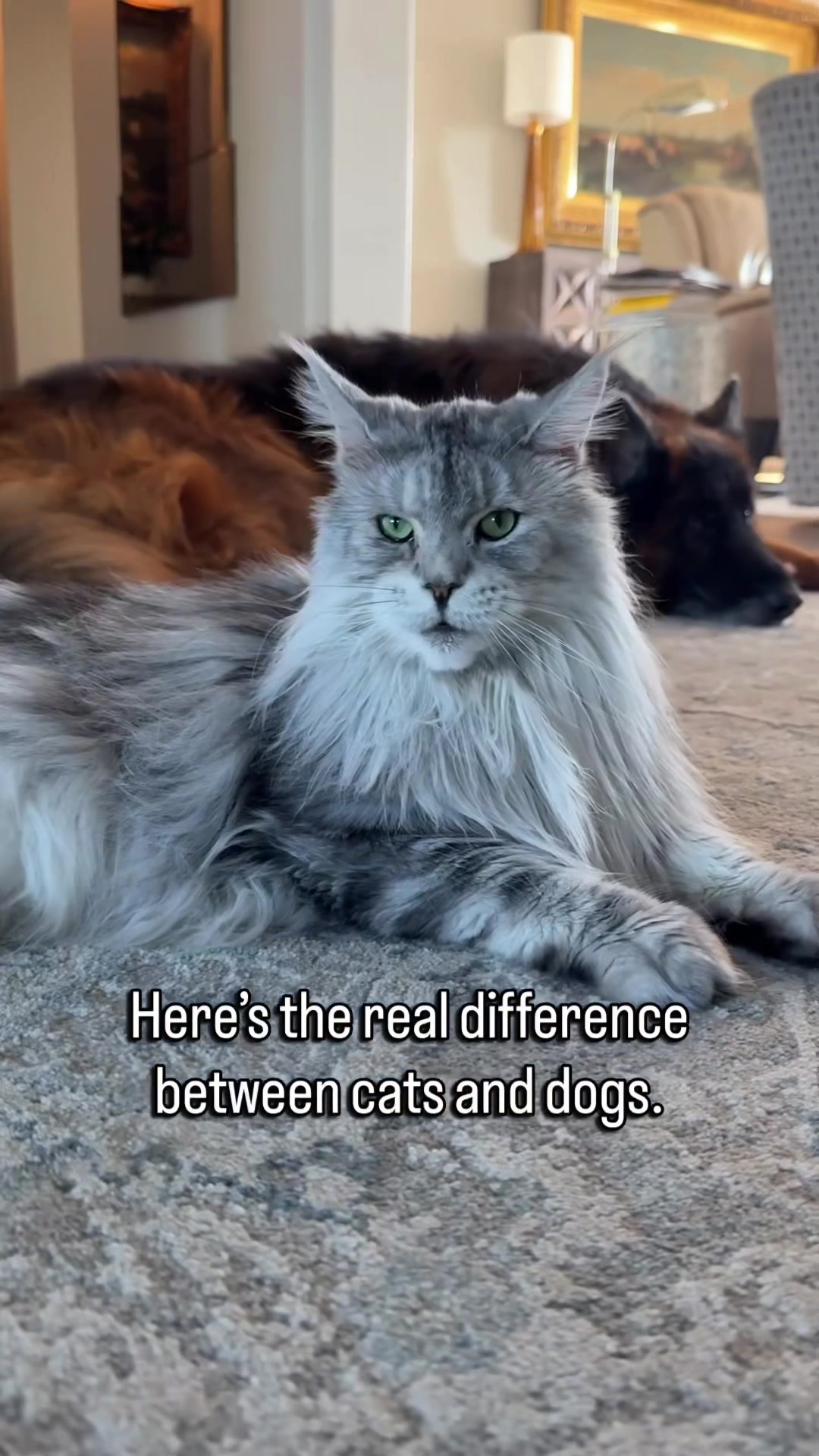 @Winnie: Maine Coon Kitty