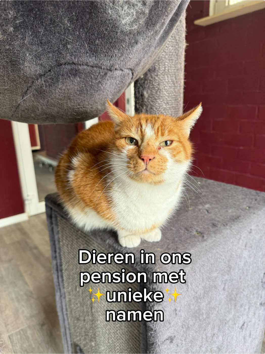 @HuisdierenhotelDeHeggeWeert