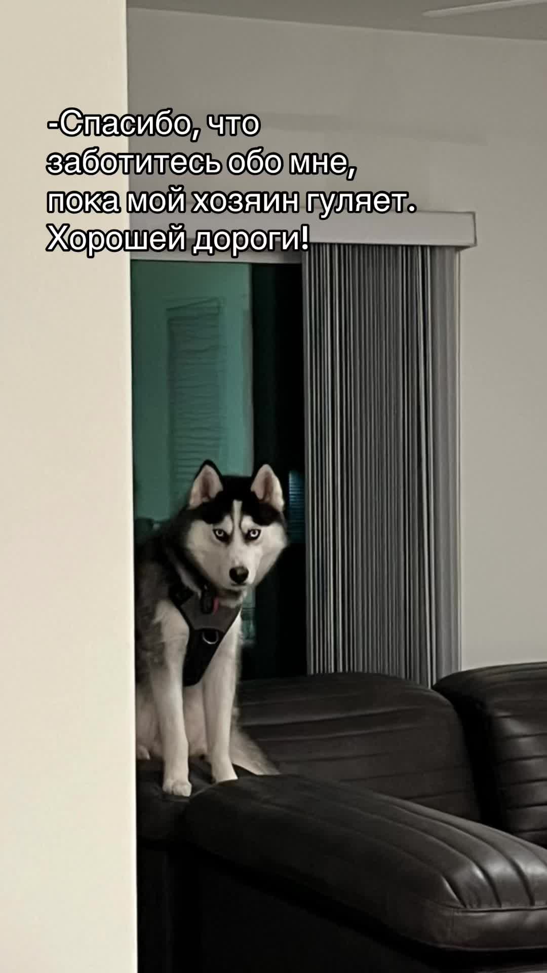 @Husky_mom