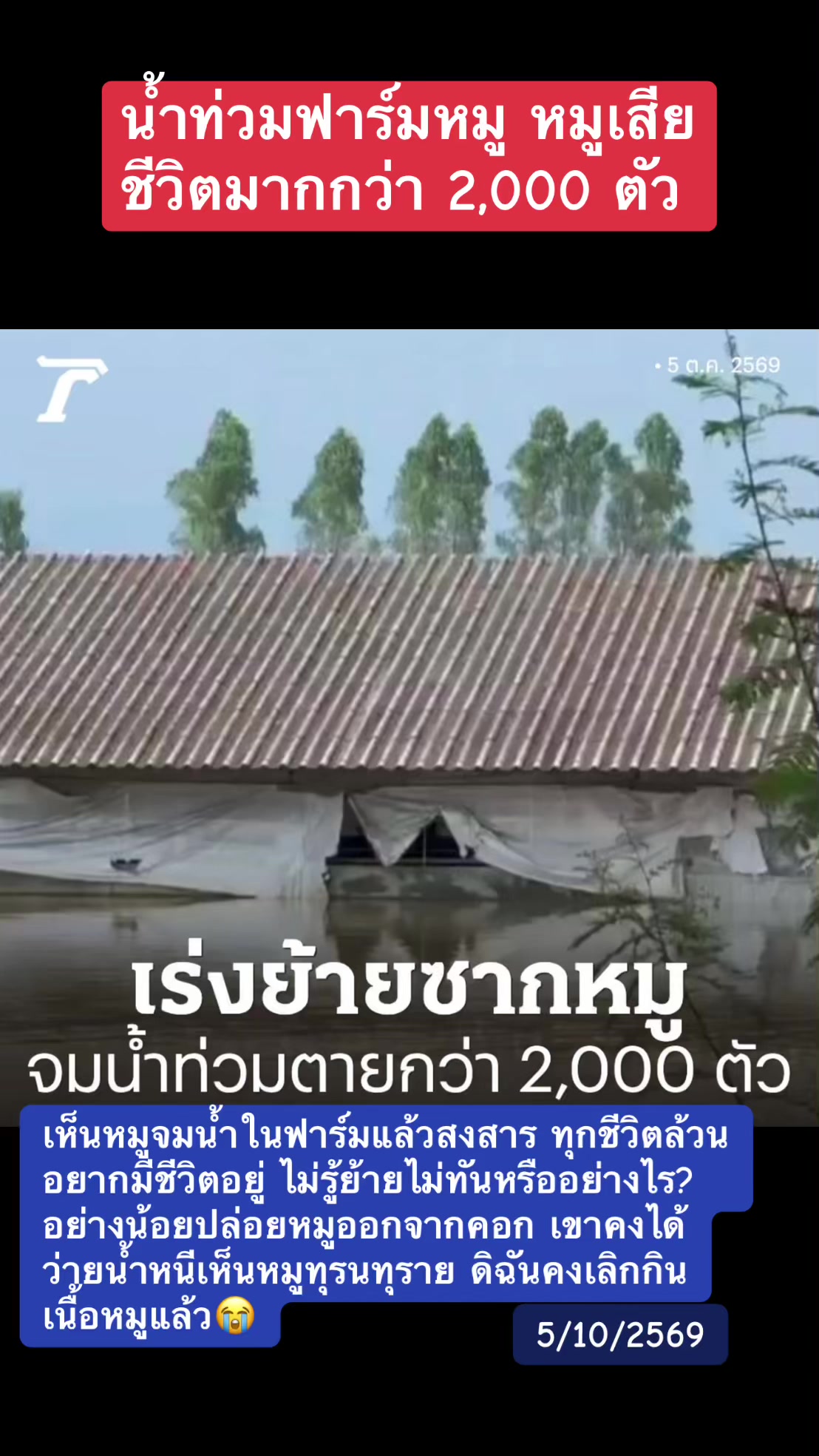@ทาสแมว_News