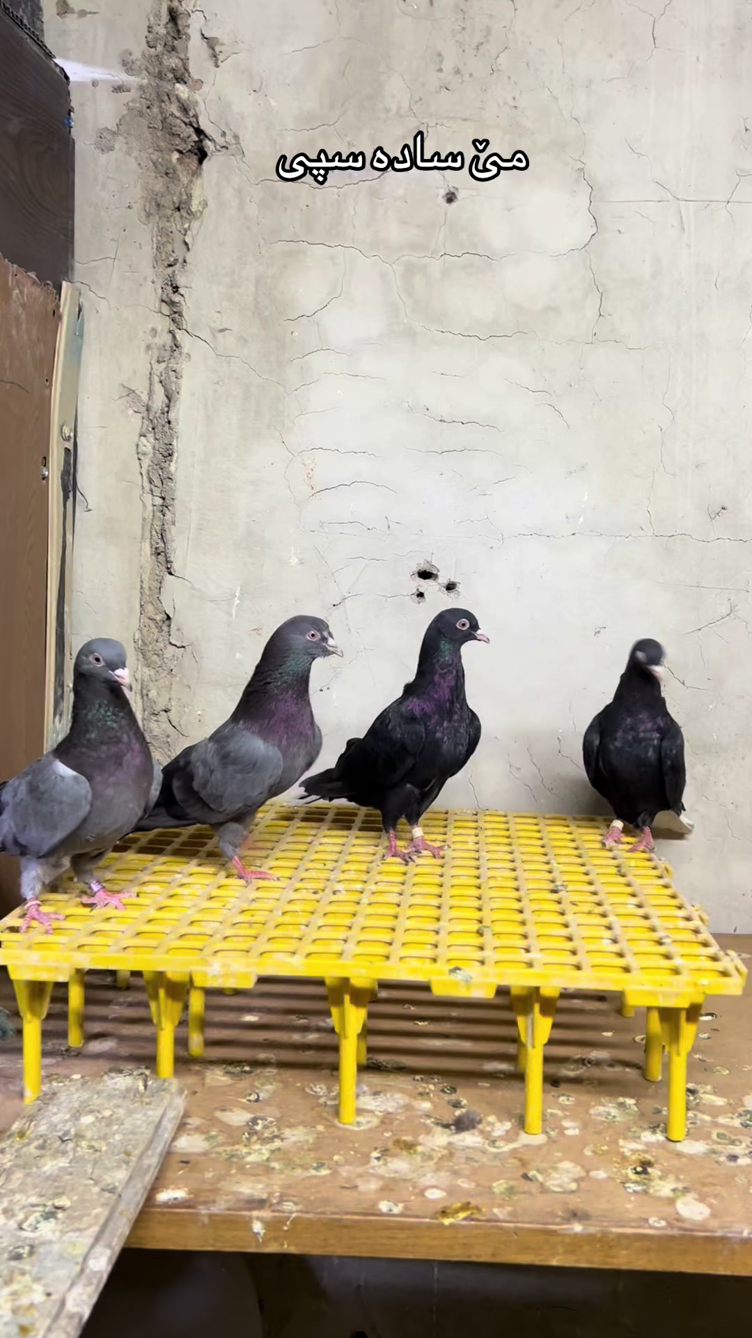 @بادينان فاو