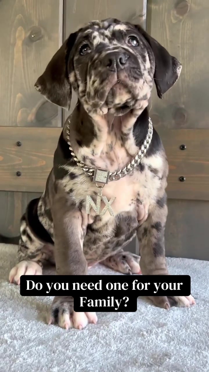 @Andrew cane corso