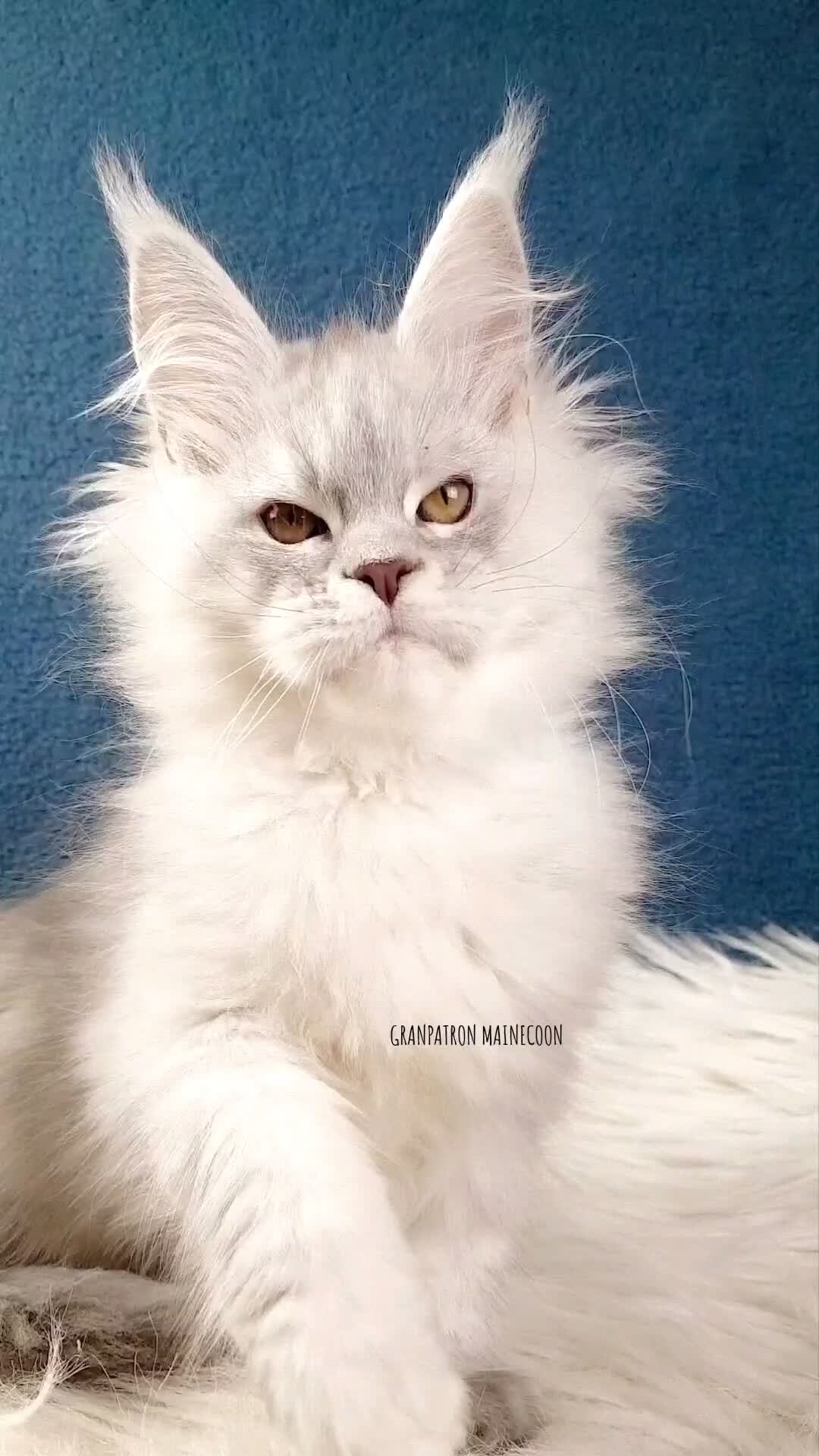 @Maine coon kitten