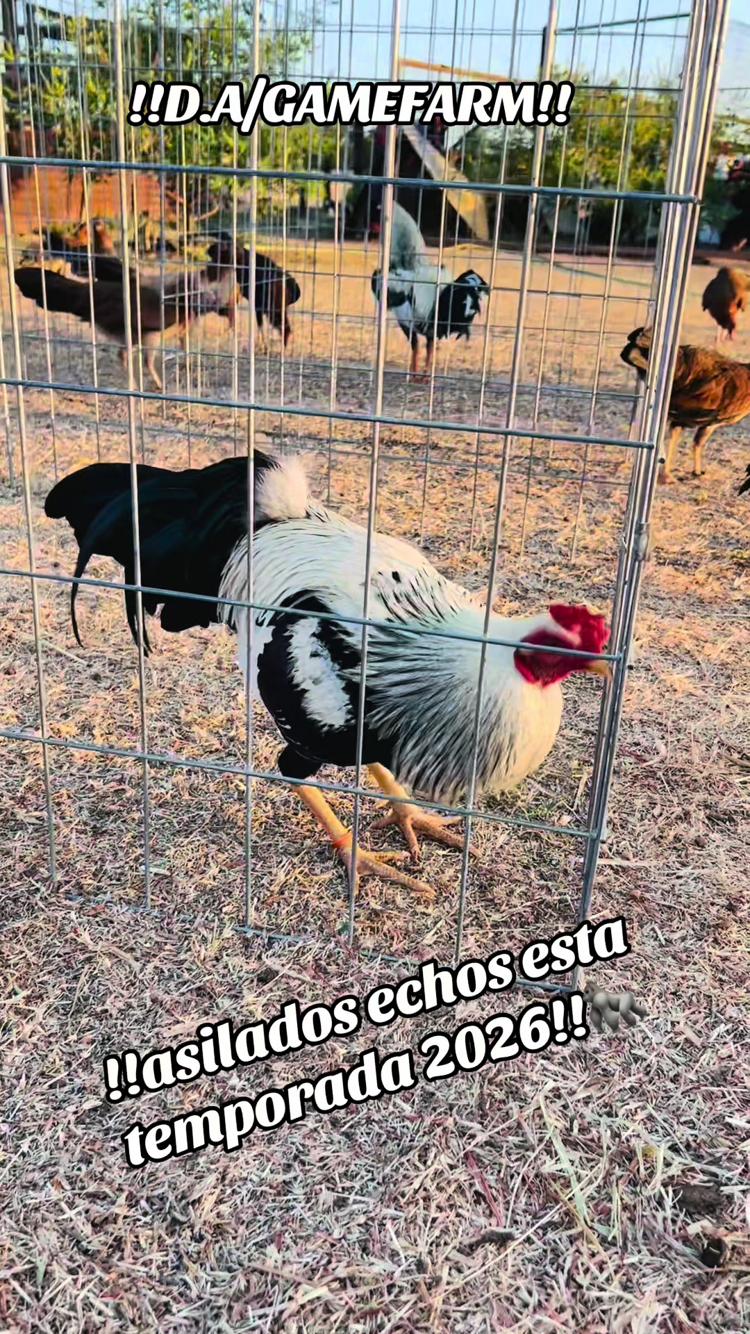 @DAgamefarm