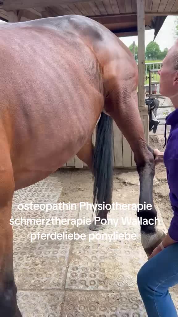 @Steffis_horse_world