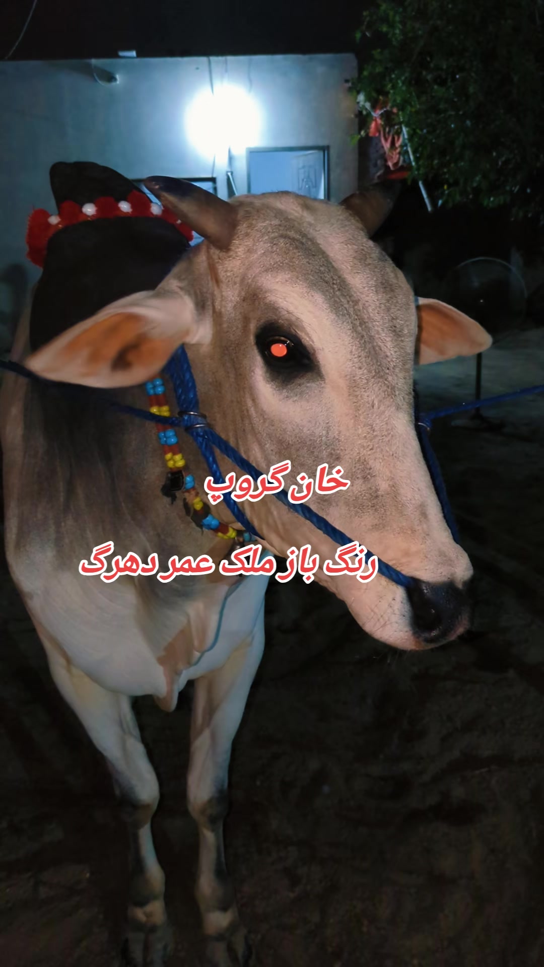 @چوہدری شاہد سلیم مڑل