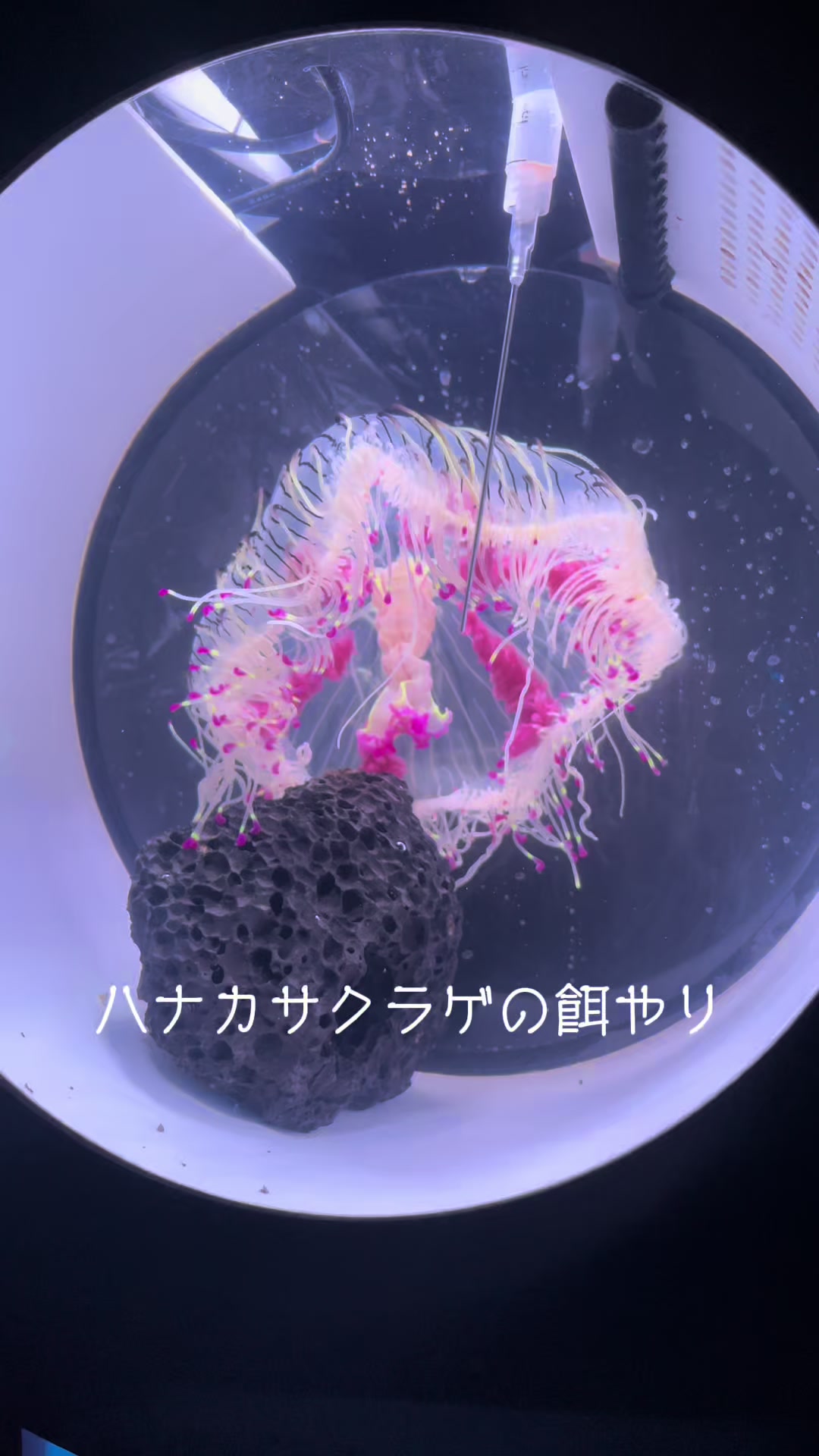 @tayuta -海月と漂う人生の隠れ家-