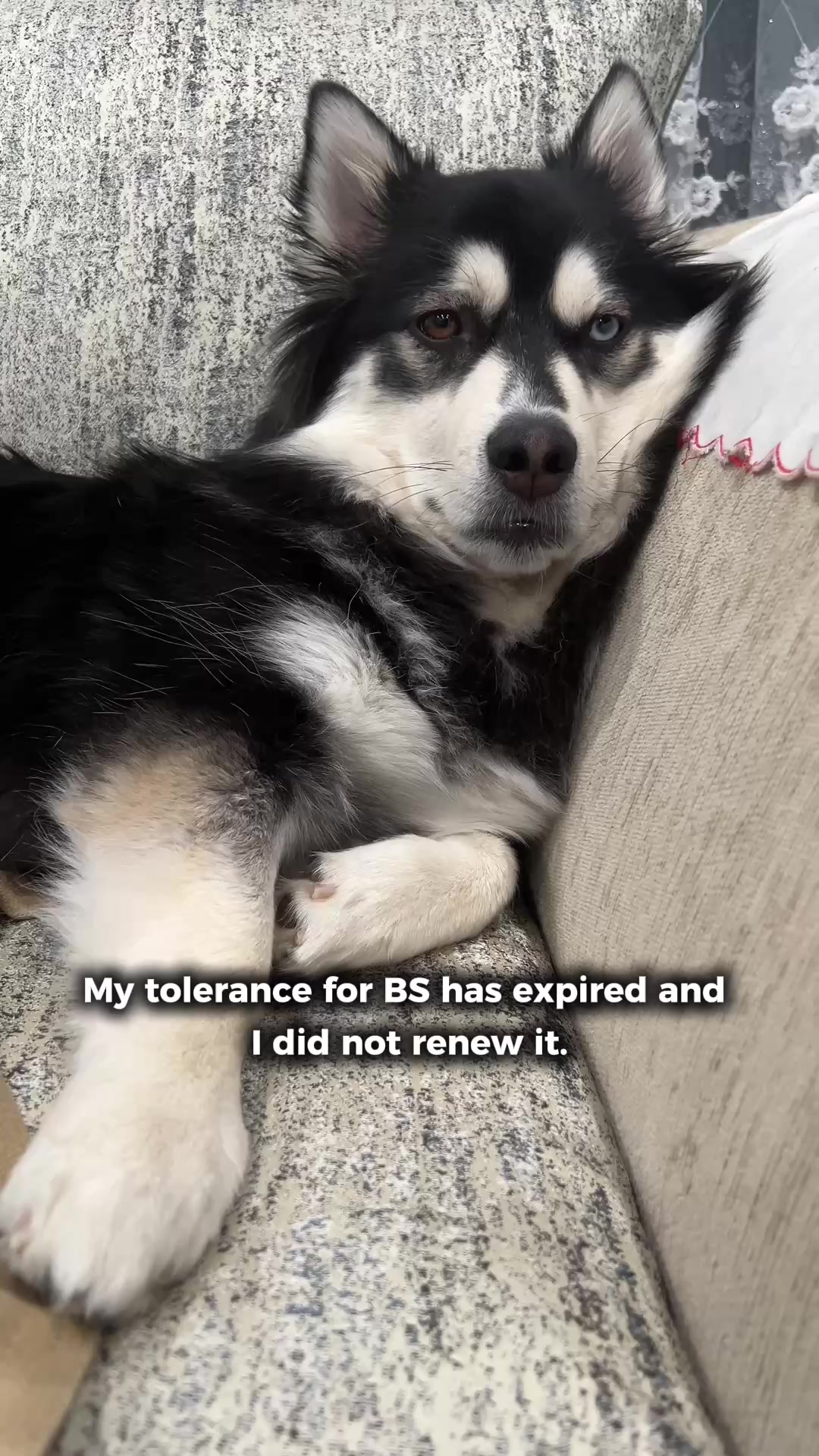 @Zeus the Pomsky🐾
