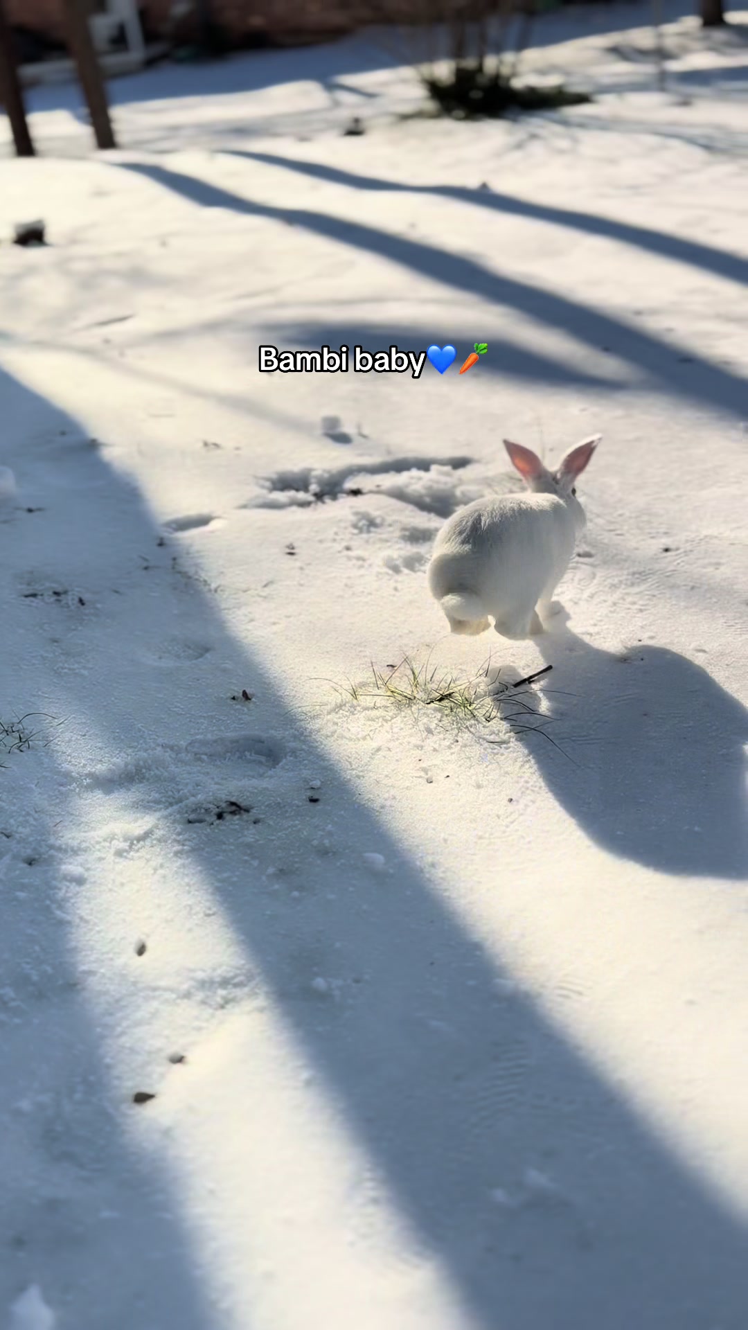 @SoyBambi🐰🥕