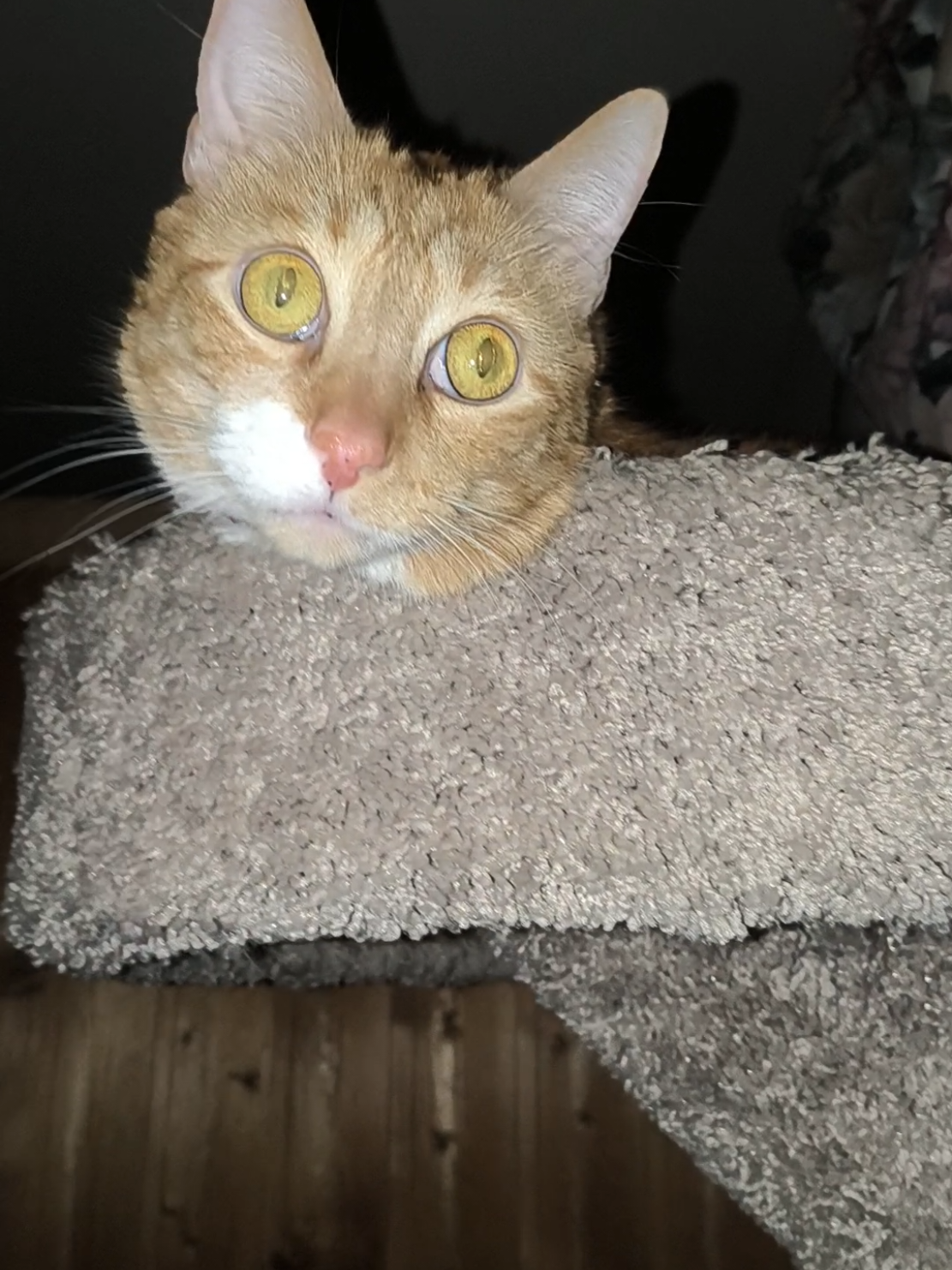@Oskarcats