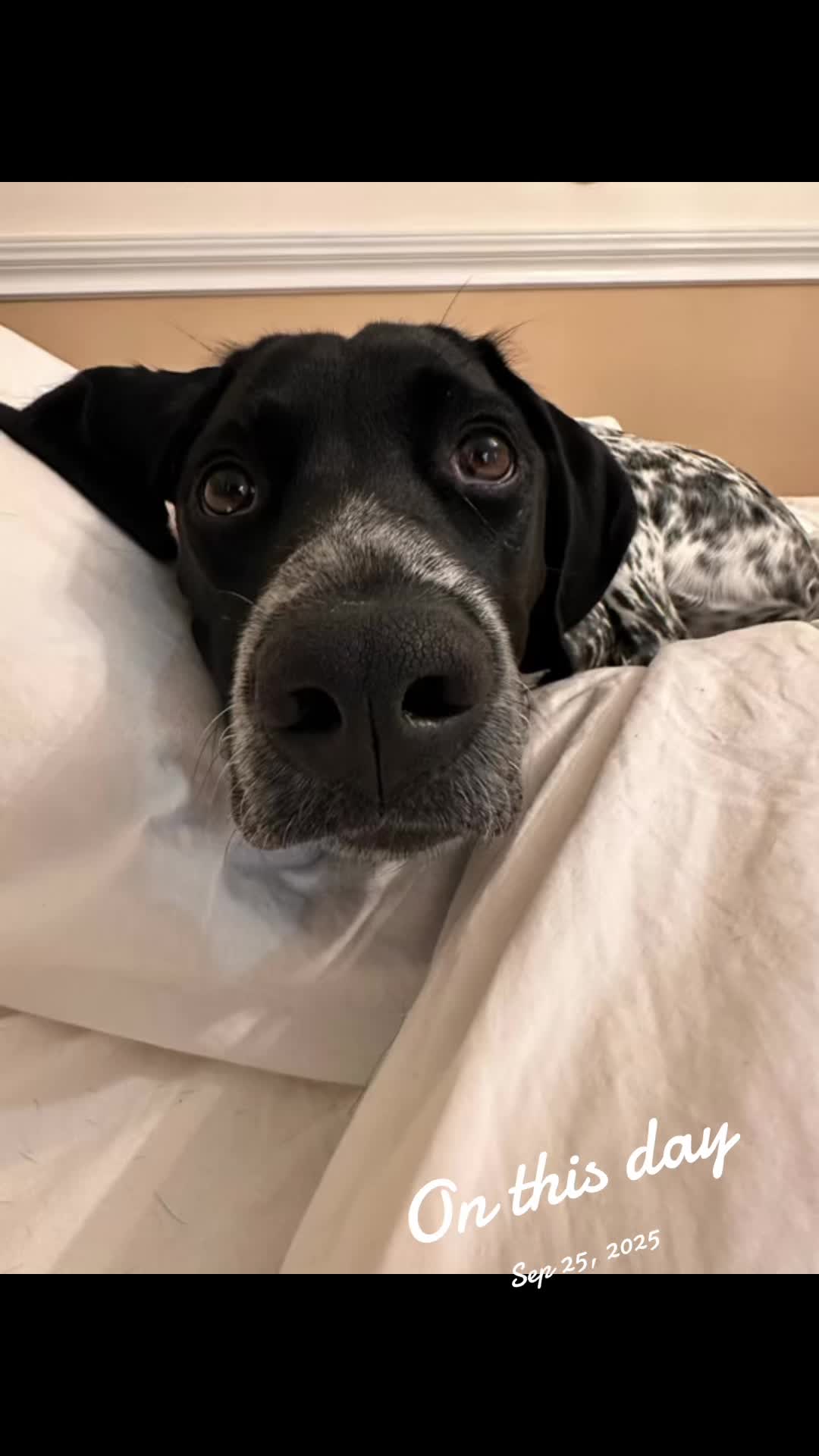 @hellovbirdie