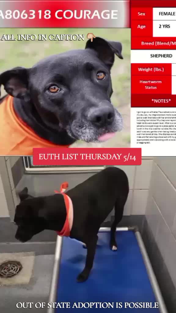 @@rescuedogs911